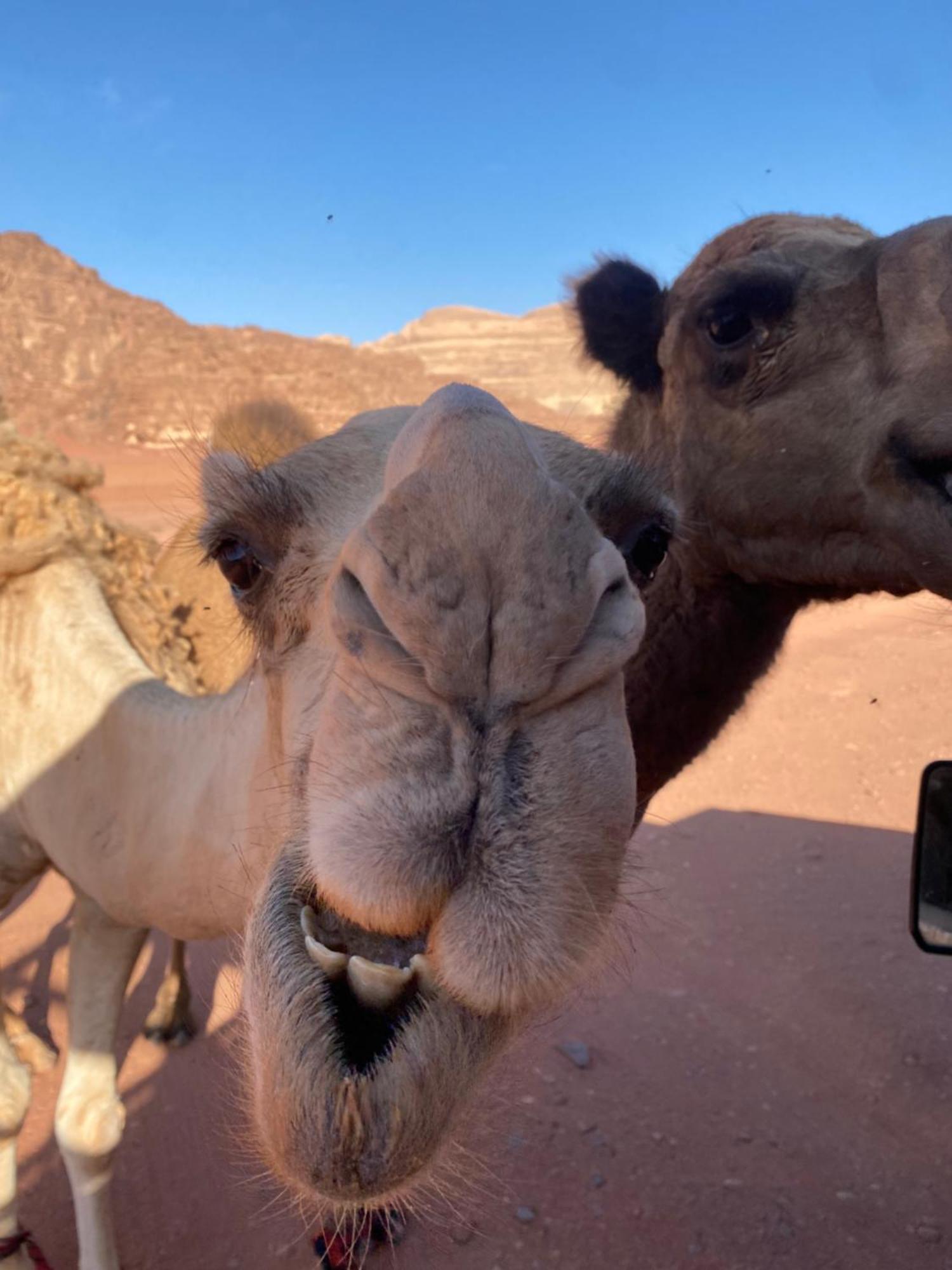 Wadi Rum Desert Heart Camp Extérieur photo