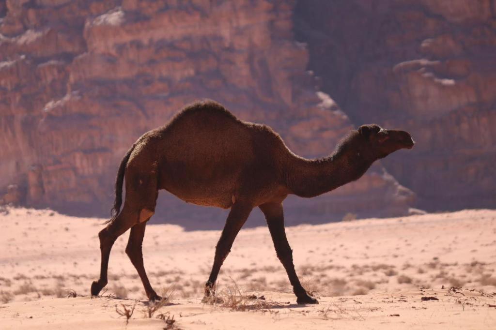 Wadi Rum Desert Heart Camp Extérieur photo