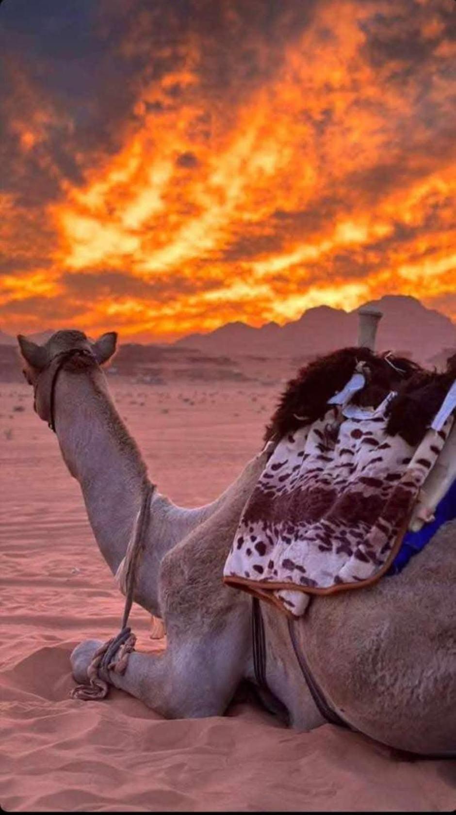 Wadi Rum Desert Heart Camp Extérieur photo